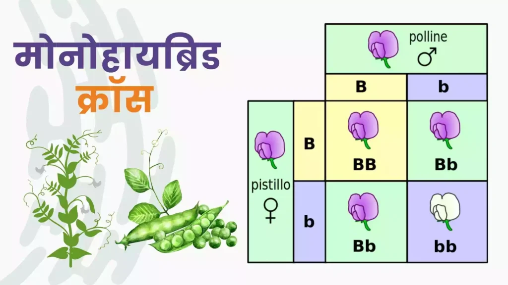मेंडेल चा सिद्धांत mendels gene theory